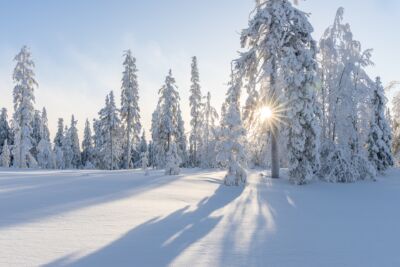 Bild på snöiga träd och en sol